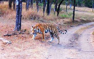 photo of Buxa Tiger Reserve